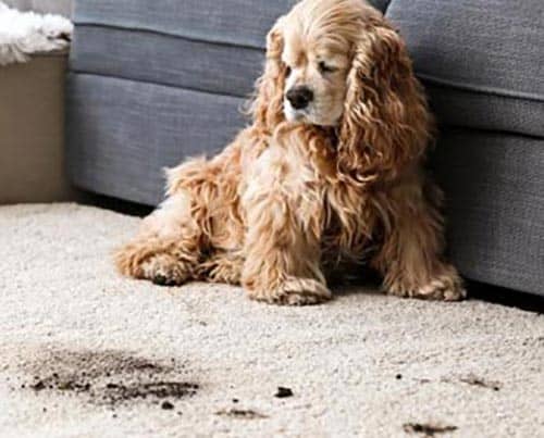 When & Why You Should Call a Rug Cleaning Professional