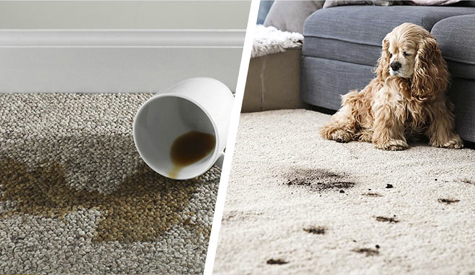 pet stain and spot on carpet