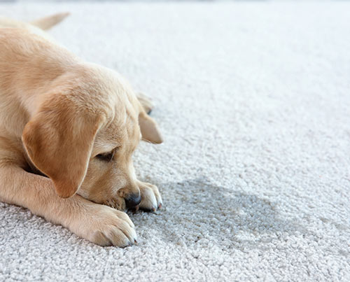 Carpet Stain Removal | Carpet Rangers