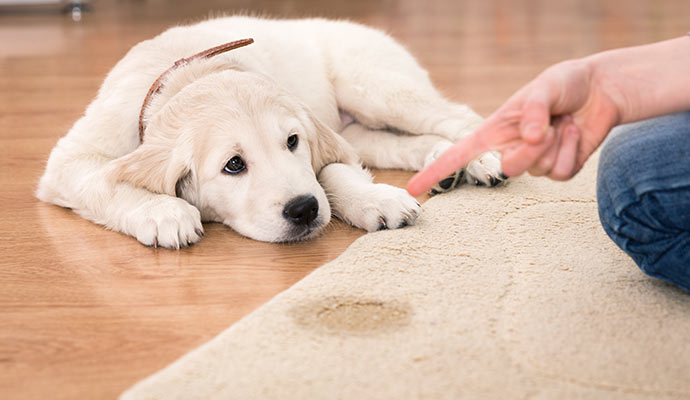 Pet urine and odors on the rug
