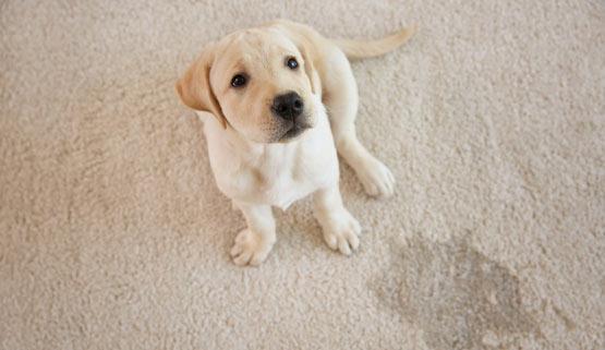 pet odor on carpet